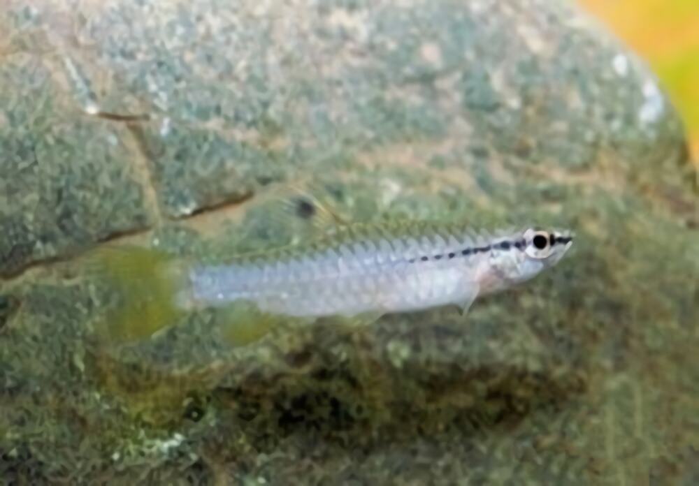 溅水鱼身份信息