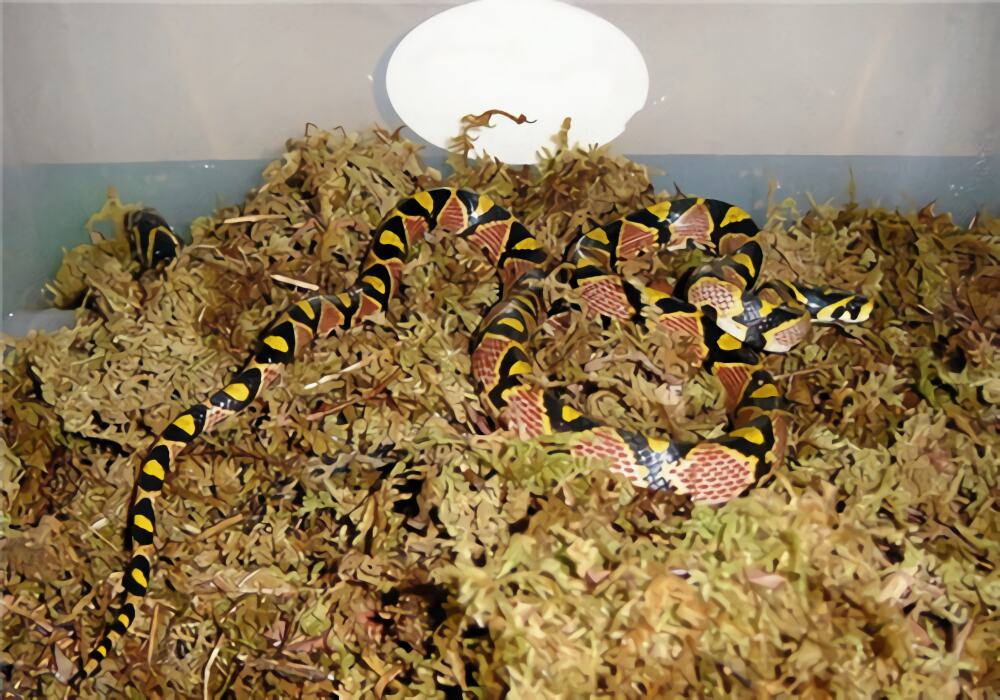 玉斑锦蛇身份信息