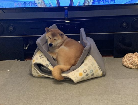 主人家给柴犬买来新狗狗的窝,它却喜爱睡在窝顶部,狗:我的思绪请别猜