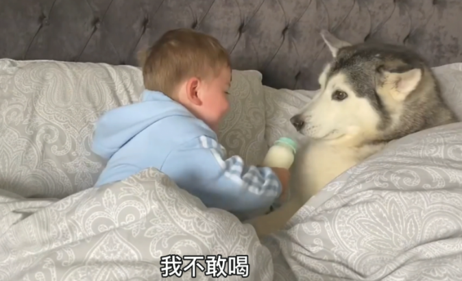 小主人赶跑了父亲,却要二哈哄它睡,还跟狗子共享牛乳喝