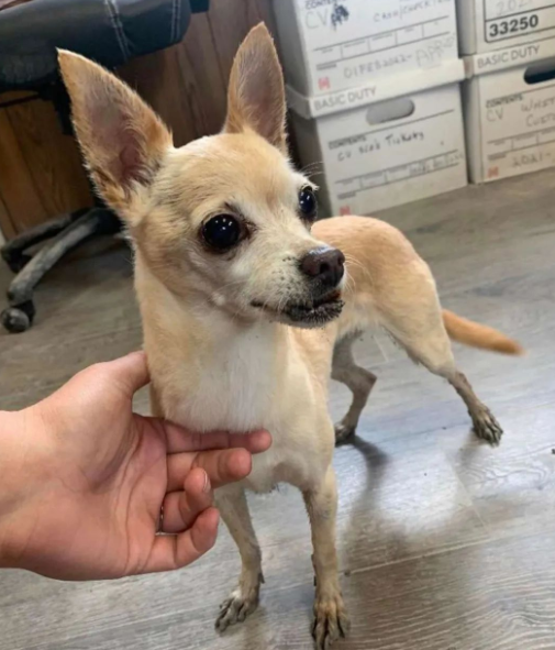 被通知已离世2年的爱犬在收容所,她哭着去查看,发现真的是它...