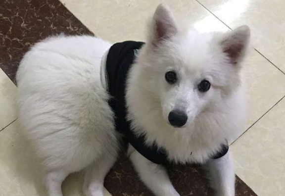 大门口跑来只流浪犬,女生送去宠物用品店常规体检,老总一看:这一下赚翻了