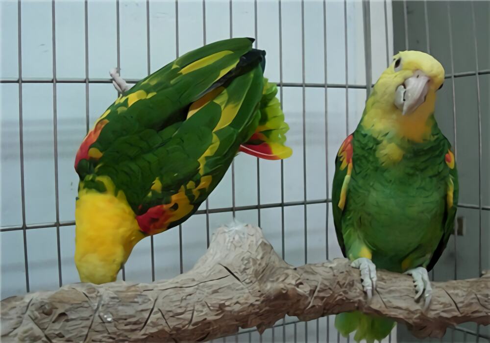 绿锦蛇身份信息