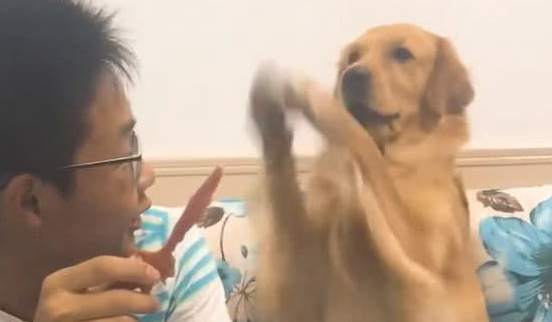 小主人有意不给金毛吃牛肉干,金毛狗狗很生气,下手便是一巴掌