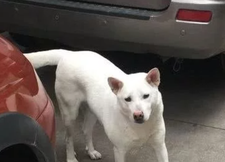 流浪小白狗一下摔了个狗啃泥,这行为女子看的尴尬症都犯了……