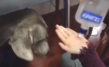 女主人给狗狗喝酒,把它灌醉了要做啥,都不害怕发酒疯?