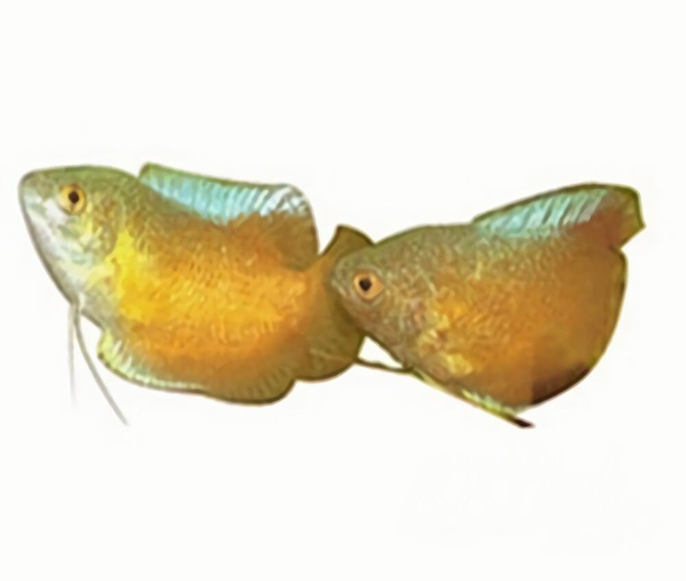 黄曼龙鱼身份信息