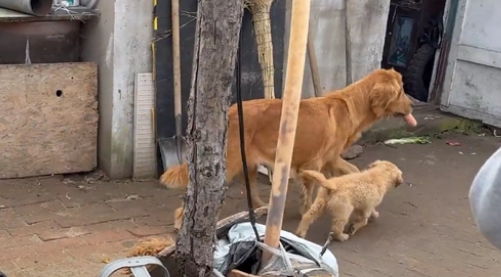 被养殖场淘汰的金毛犬,只能在笼子讨要食物