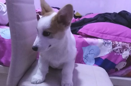 网友睡觉不老实巴交,深夜一直踢柯基,狗:这觉无法睡了!