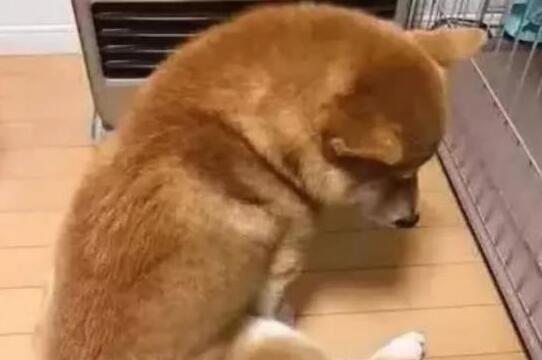 下班回家,看到柴犬坐在电暖器前,销魂姿势让主人笑的胃疼