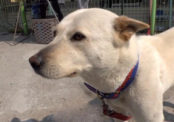 狗狗送养后意外走丢，9天后竟与主人重逢，自己却瘦成了皮包骨