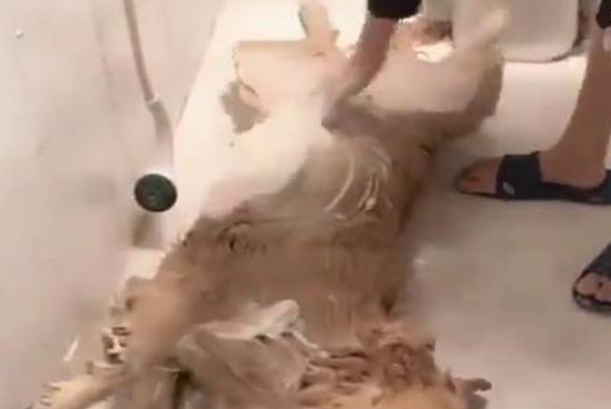 金毛犬洗澡姿势销魂令人羡慕,感觉自己活的还不如一条狗!