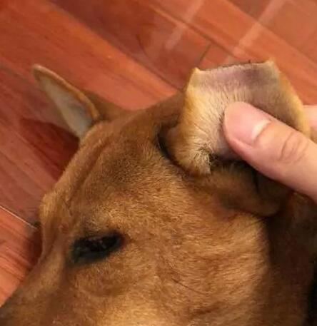 为区分哪只狗做了绝育,救助中心竟剪去流浪狗半个耳朵!