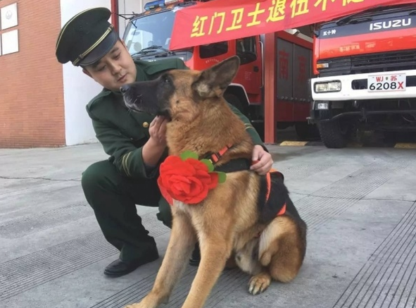 512地震中最终一头搜救犬“沈虎”离逝!曾在废区中解救15人