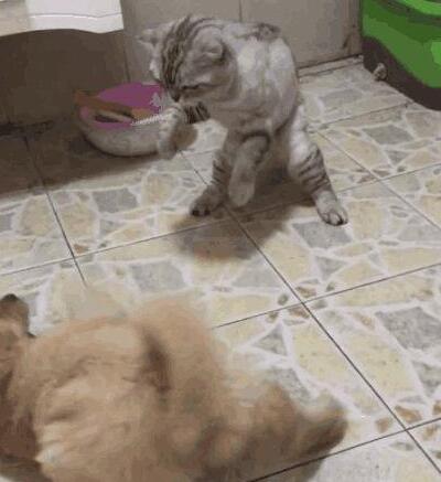 小猫咪趁母狗不在家,暴打小奶狗出气