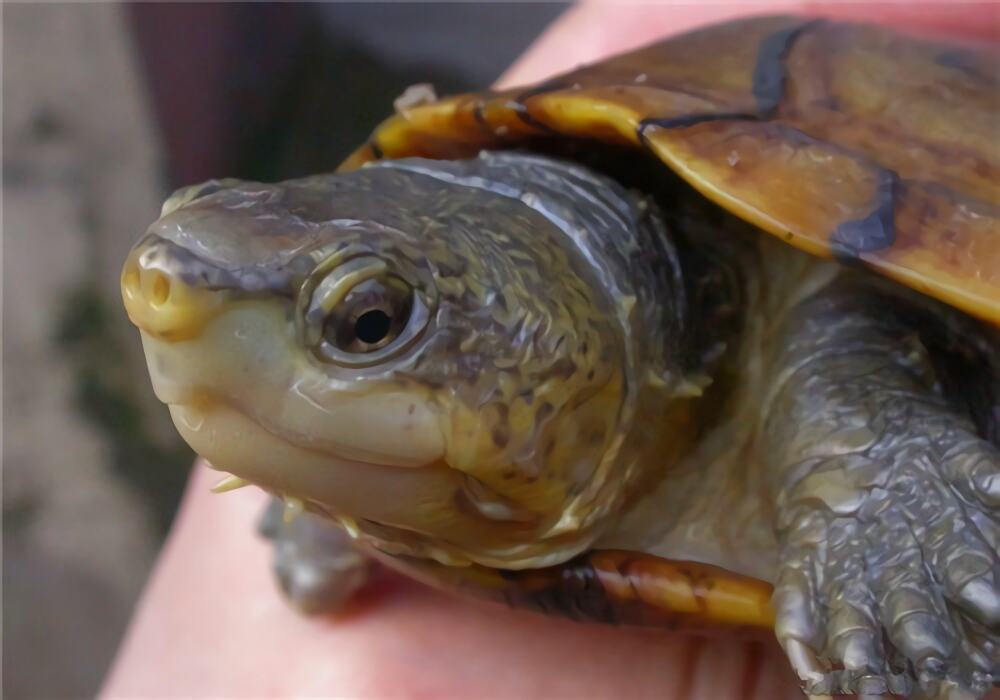 瓦哈卡泥龟身份信息