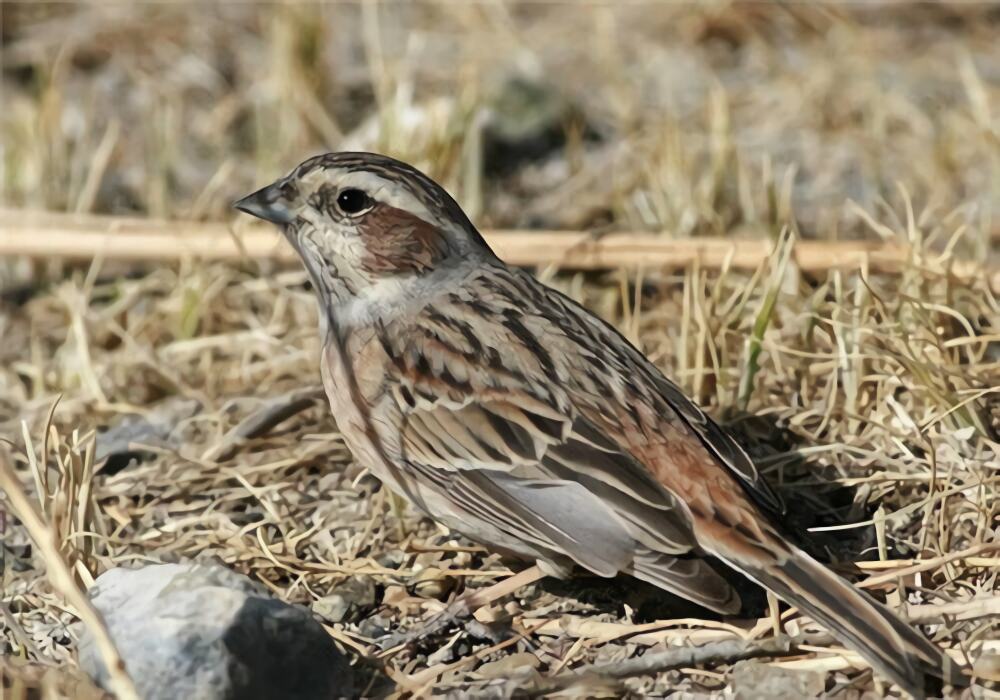 三道眉草鸟身份信息