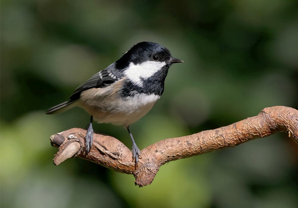 煤山雀身份信息