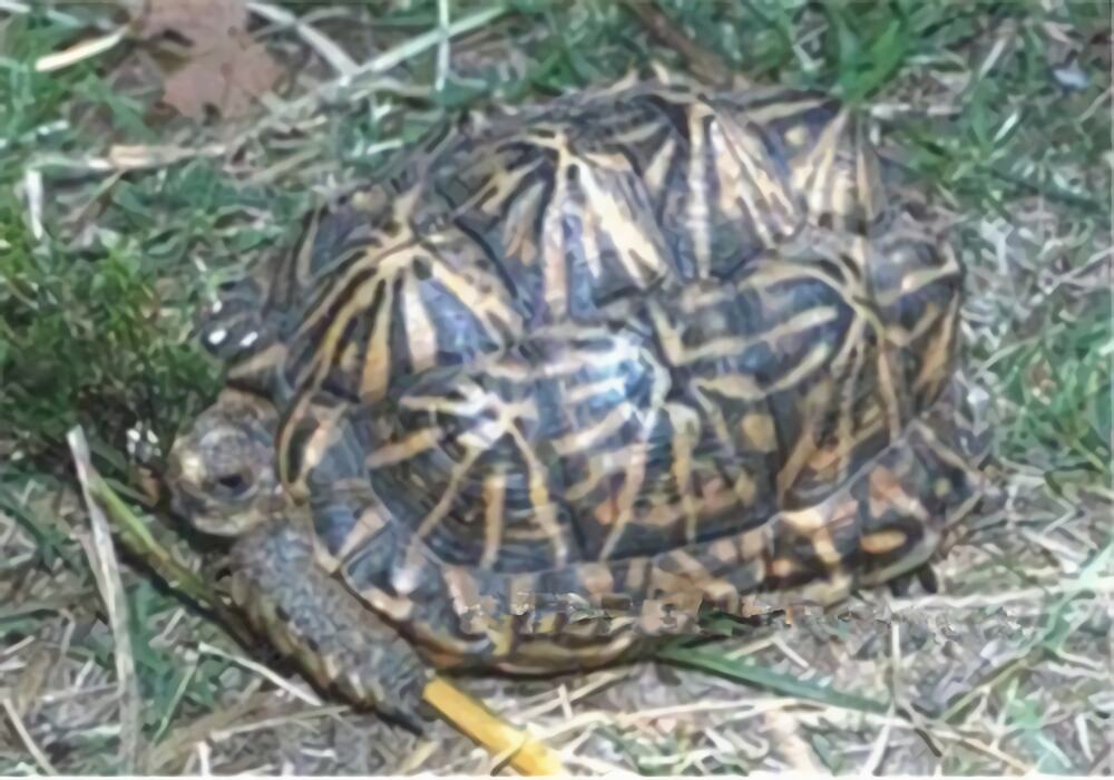 帐篷陆龟身份信息