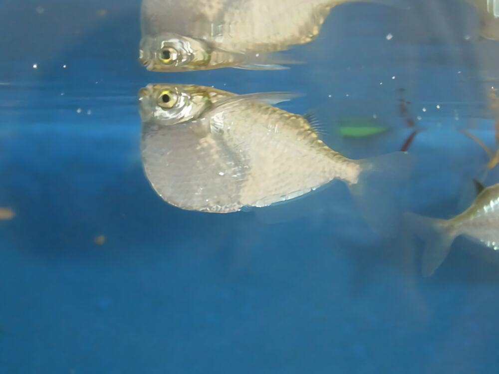 银燕子灯鱼身份信息