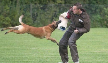 假如还有机会，此生我只想养一只“马犬”