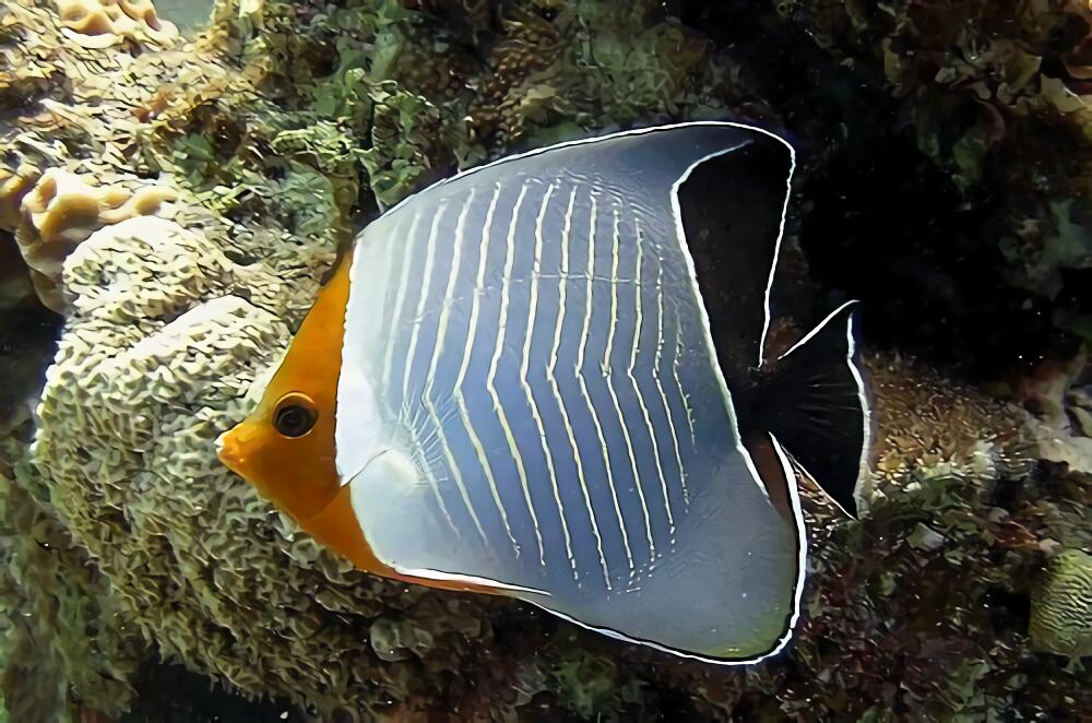 怪蝴蝶鱼身份信息