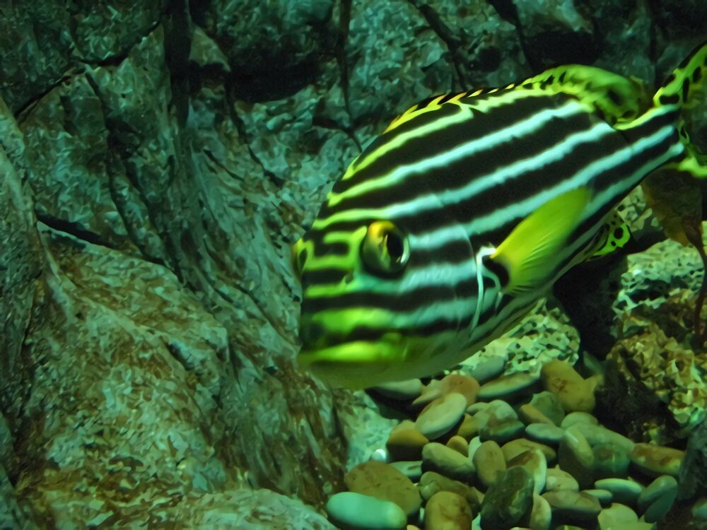 大斑马鱼身份信息