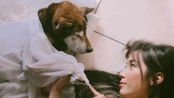 15岁重病柴犬最后的日子躲在家中角落里,主人暖人随同,一起睡木地板。