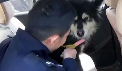 警察发现了只走丢的阿拉斯加,没想狗狗是个大胃王,差点吃穷自己