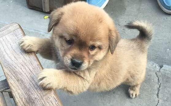 小奶狗不听话,狗妈一口咬在狗脖子上,主人拍手直呼教育得好