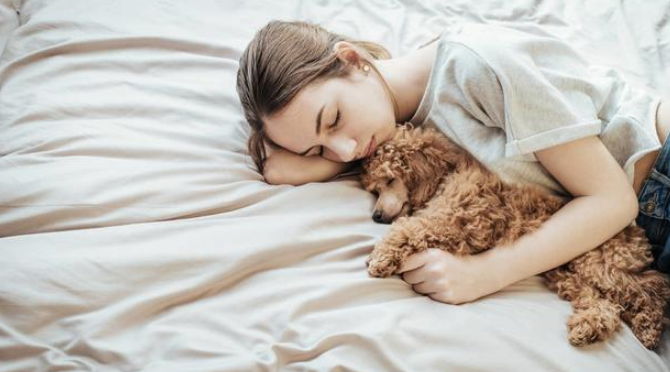 你睡着后,“泰迪犬”这样做,说明没养错狗