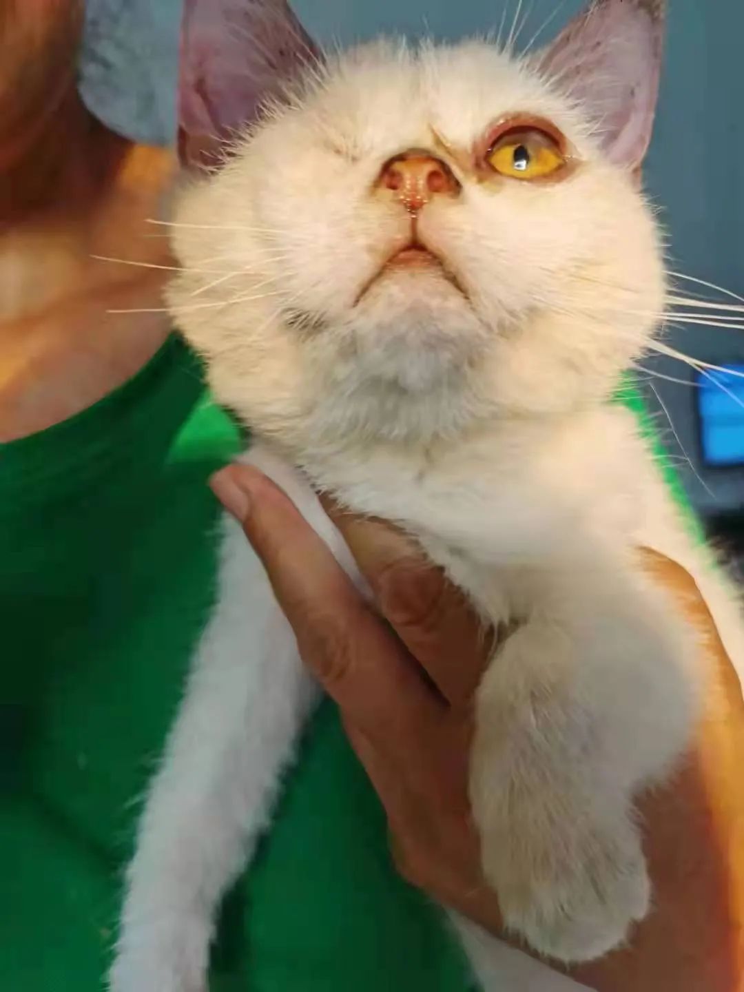 紧急求助!三百只流浪猫狗已经断粮,一起帮帮它们吧!