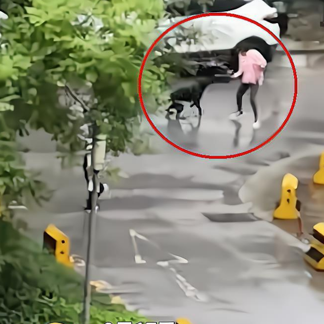 “险象环生”西安一女童遭流浪野狗追赶被五旬保安迅速抱起逃离!
