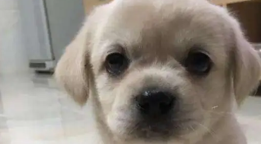 狗妈妈被链子拴住,到了饭点,狗宝宝叼饭盆给妈妈送吃的,感人