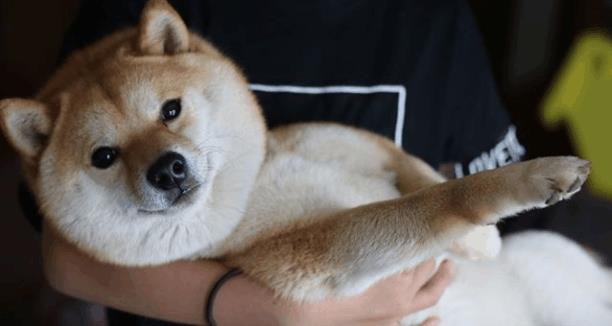 铲屎官抱着柴犬拍写真, 专门独家定制, 看来是真爱呀, 萌坏了