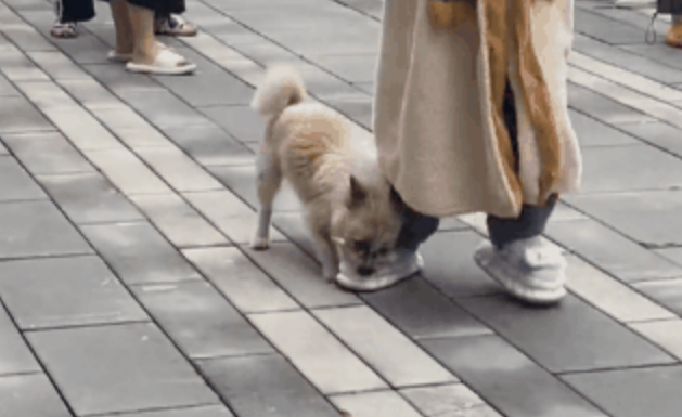 狗抢拖鞋就跑,排队女生当场社死。