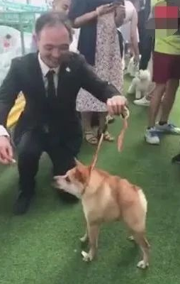 狗狗得侏儒症造成没颈部，发生在宠物展，点爆全部当场！