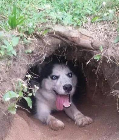主人用土坑搭建狗窝,二哈一脸嘚瑟乐坏了