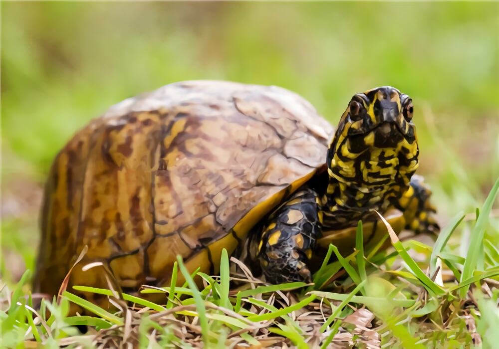 佛罗里达箱龟身份信息