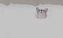 下雪天雪橇犬在雪地玩疯了,有些狗子却烤火到把毛都被烤焦了……