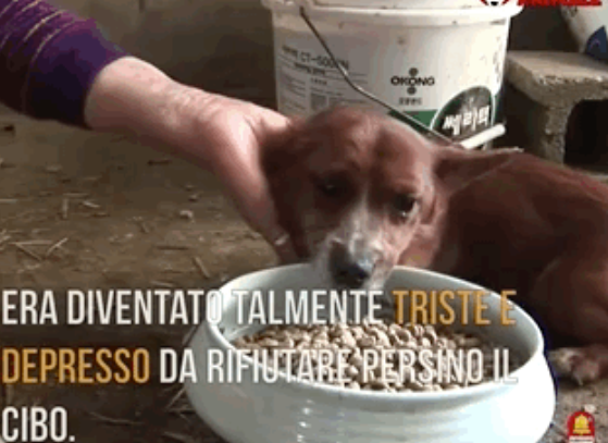 动物间的感情|牛妈妈要被卖掉后,狗子眼里满是泪水