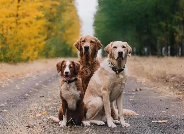 一只导盲犬成本高达22万,还需要保姆伺候:是谁把它们吹成神犬?