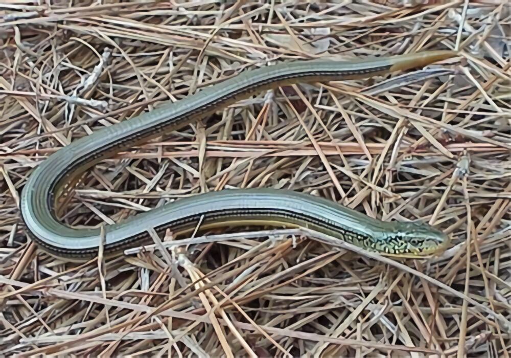 帝王蛇蜥身份信息