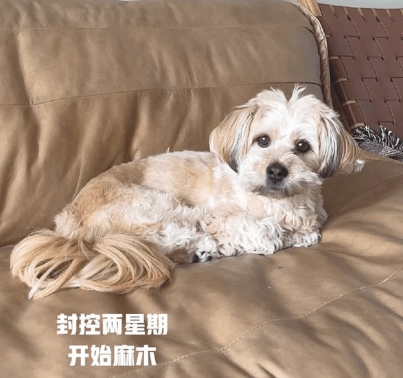 住宅小区被封控后,狗狗一开始眉目清秀的,三周后没眼看,太草率了!