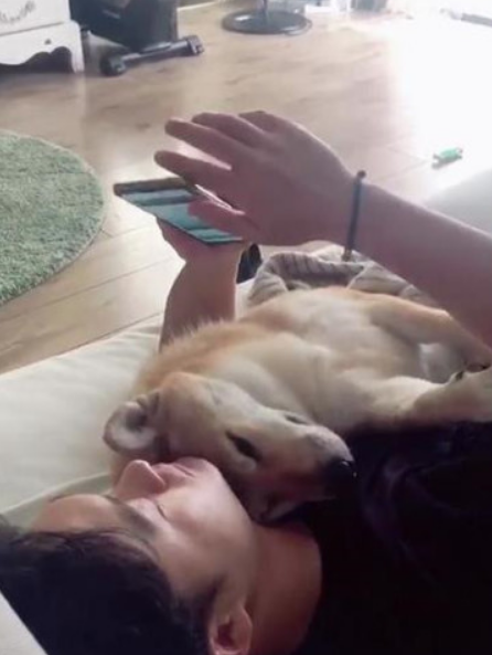男主人看手机时,一不小心砸中怀里的柴犬,狗:确认过眼神是懂你的人!