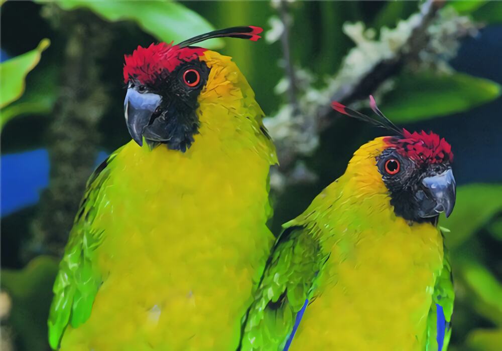 独角鹦鹉身份信息