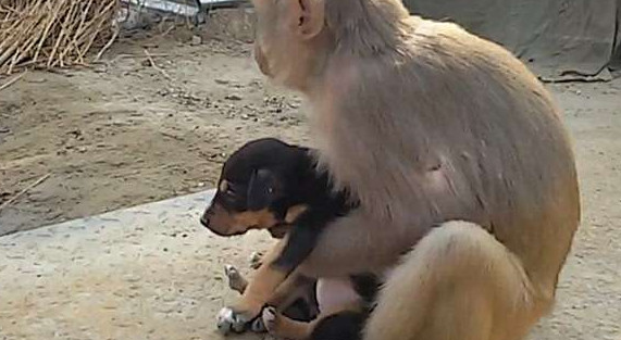 猴子抱着小狗流落街头，死活不肯松手
