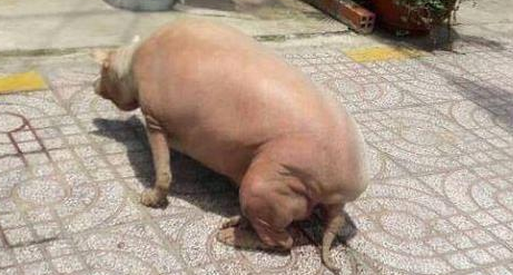 狗狗过胖了,从身后看真是就是说一头猪,网友称:是姥姥养的!