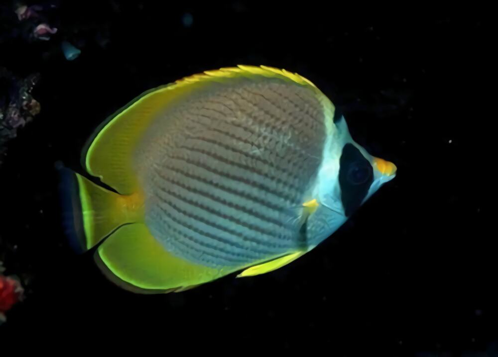 熊猫蝶身份信息