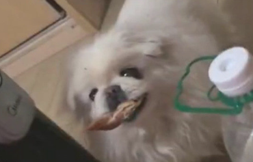 主人家得病卧床休息,小狗叼来收藏已久的鸡脯肉:来补身体吧!